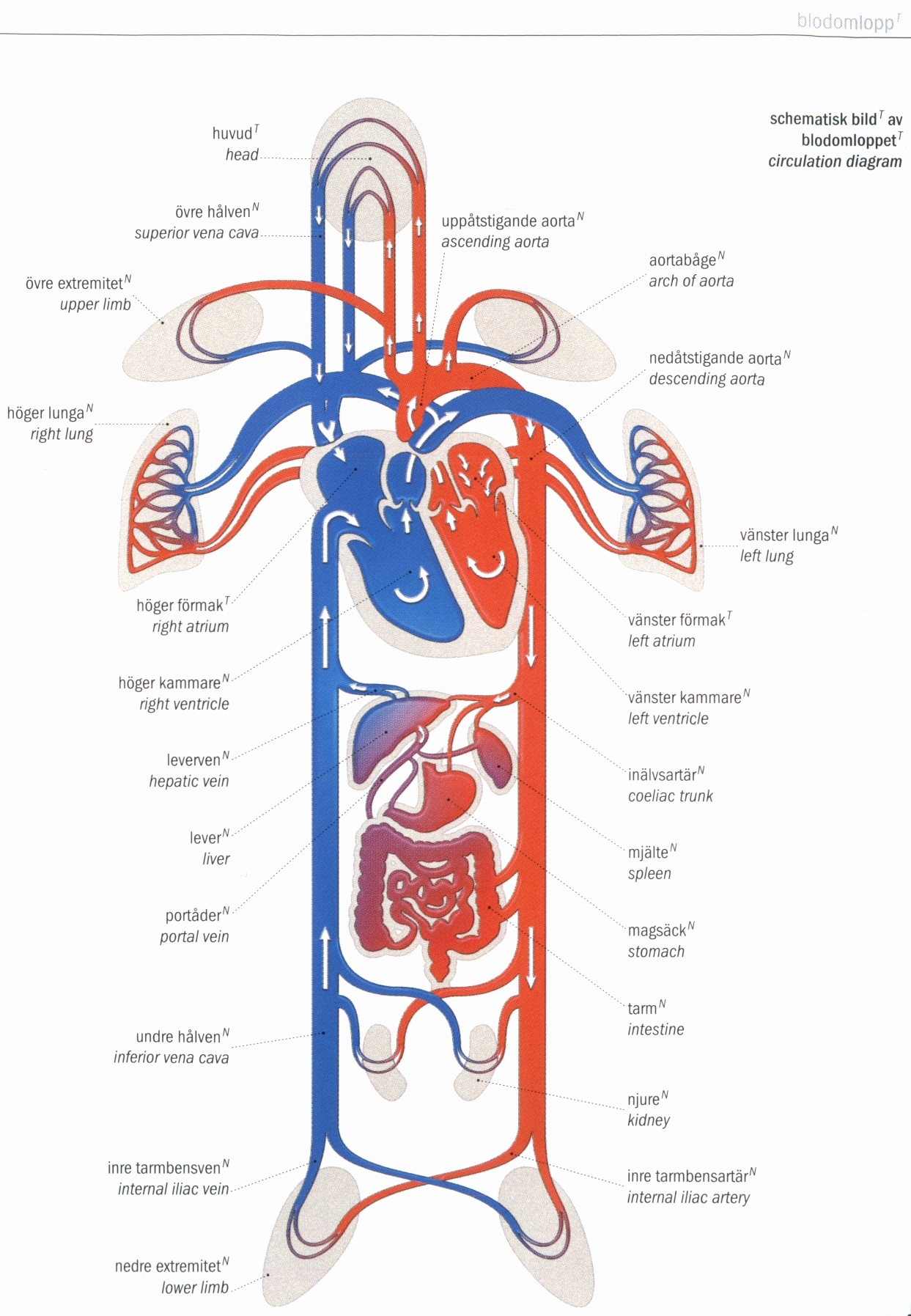 about-circulatory-system-worksheets-as-well-as-worksheet-on-place-value-for-grade-5-as-well-as